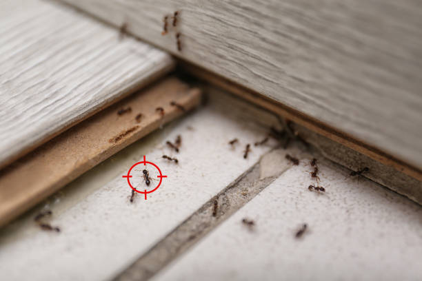 Wasp Removal Services in Wayland, MI