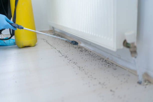 Best Insect Control  in Wayland, MI